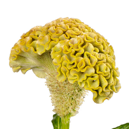 Celosia Reprise Series Seeds – Professional Crested Cockscomb Cut Flower Standard