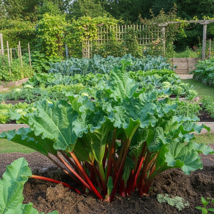 Rhubarbe