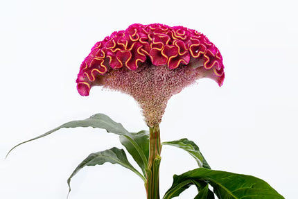 Celosia ACT Series Seeds – Professional Crested Cockscomb Cut Flower Standard