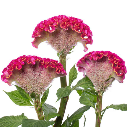 Celosia ACT Series Seeds – Professional Crested Cockscomb Cut Flower Standard