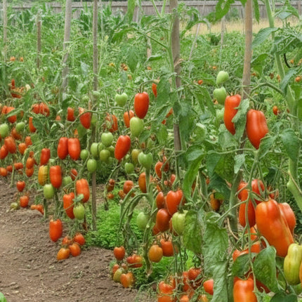 Tomate, Roma