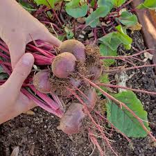Beet, Ruby