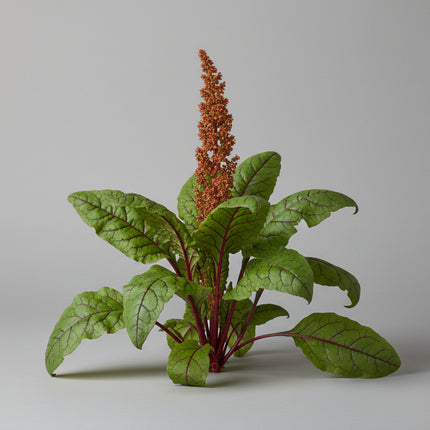 Mélange de salade de laitue et d'épinards de printemps
