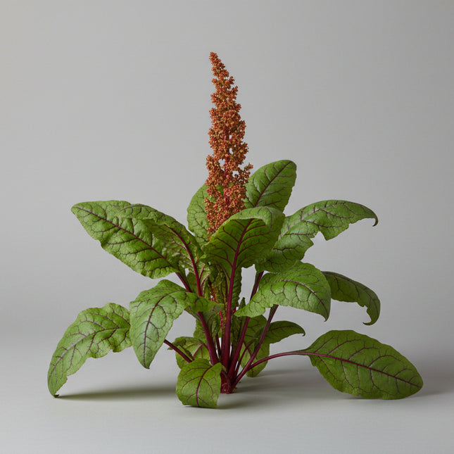 Rumex Bloody Dock Seeds – Heirloom Ornamental Edible Leaf Classic