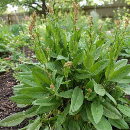 Mélange de salade de laitue et d'épinards de printemps