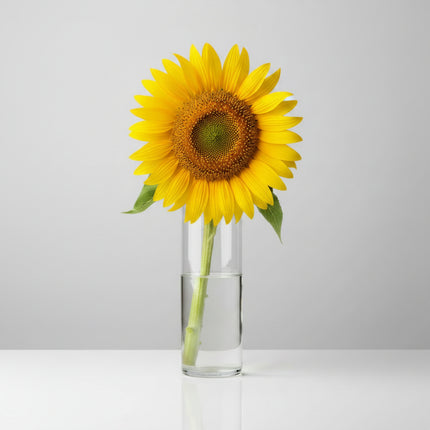 Tournesol, Mammouth russe