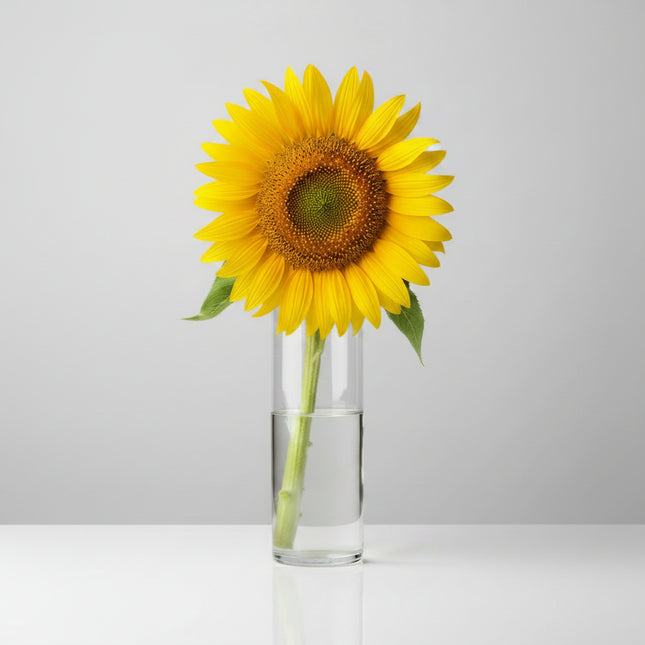 Sunflower Russian Mammoth Seeds – Heirloom Giant Towering Classic