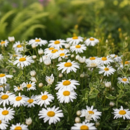 Marguerite de Shasta