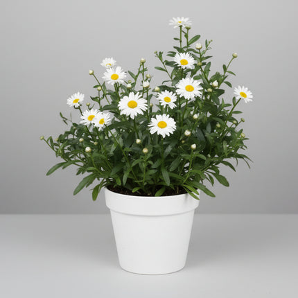 Marguerite de Shasta