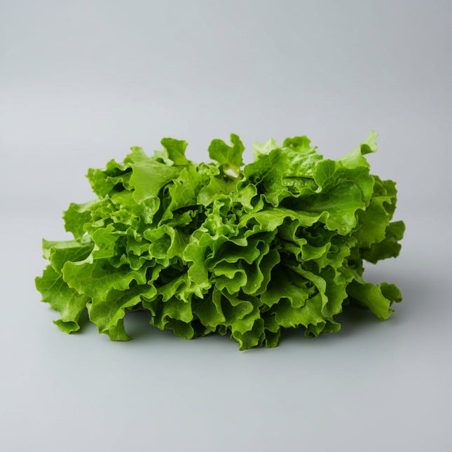 Lettuce Black Seeded Simpson Seeds – Heirloom Fast-Growing Leaf Classic