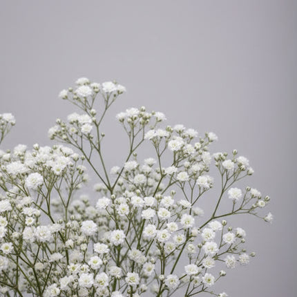 Gypsophila Snowflake Seeds – Heirloom Double Baby's Breath Favorite