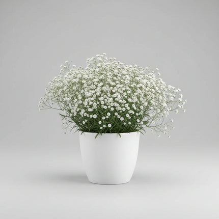 Gypsophila Snowflake Seeds – Heirloom Double Baby's Breath Favorite