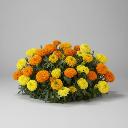 Marigold Spinning Wheels Seeds – Heirloom African Favorite