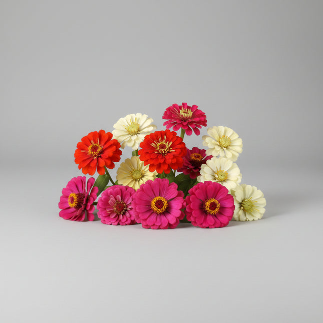 Zinnia State Fair Mix Seeds – Heirloom Giant Flower Standard