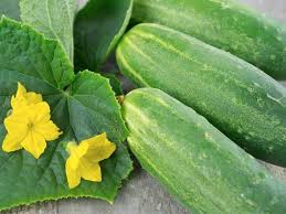 Cucumber, Straight 8