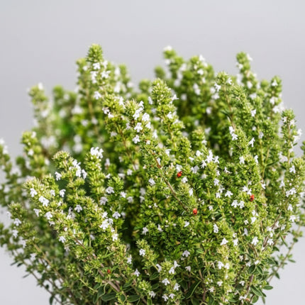 Sarriette d'été