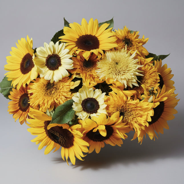 Sunflower Assorted Mix Seeds – Heirloom Vibrant Color Blend