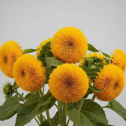 Tournesol, nain Sungold