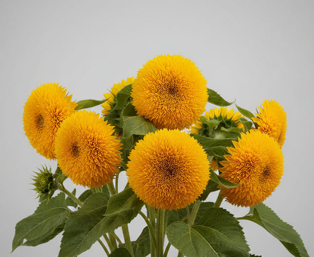 Sunflower Sungold Dwarf Seeds – Heirloom Teddy Bear Double Favorite