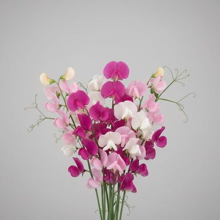 Sweet Pea Pearl Mix Seeds – Heirloom Vigorous Perennial Classic