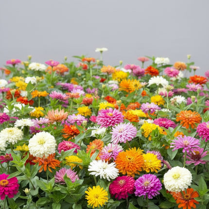 Zinnia, mélange de State Fair
