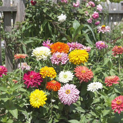 Zinnia, mélange de State Fair