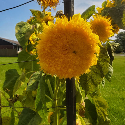 Tournesol, ours en peluche
