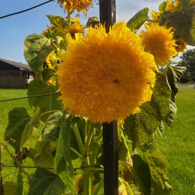 Sunflower Teddy Bear Seeds – Heirloom Fluffy Dwarf Favorite