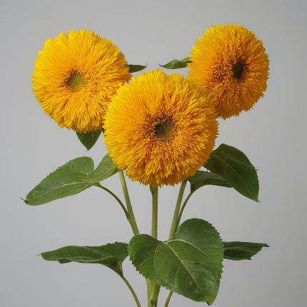 Tournesol, ours en peluche