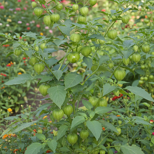 Toma Verde Tomatillo Seeds – Heirloom Mexican Staple