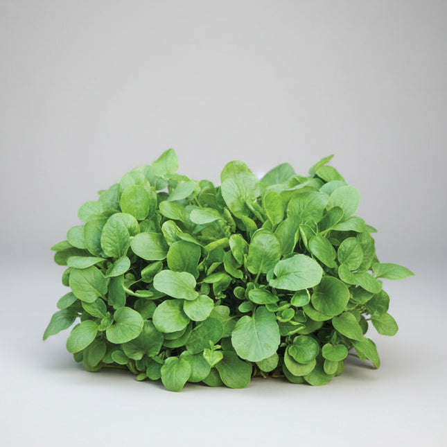 Cress Upland Seeds – Heirloom Cold-Hardy Peppery Green