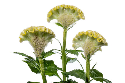 Celosia ACT Series Seeds – Professional Crested Cockscomb Cut Flower Standard