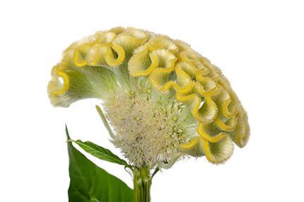 Celosia ACT Series Seeds – Professional Crested Cockscomb Cut Flower Standard
