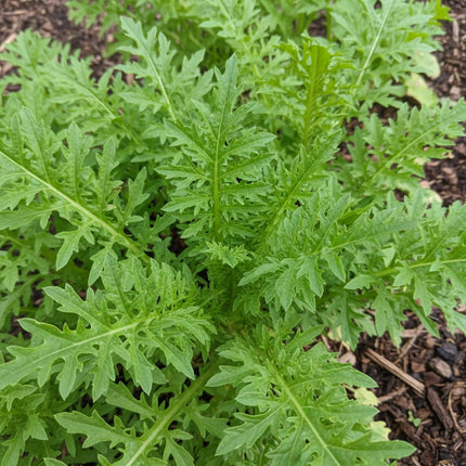 Moutarde, Wasabi