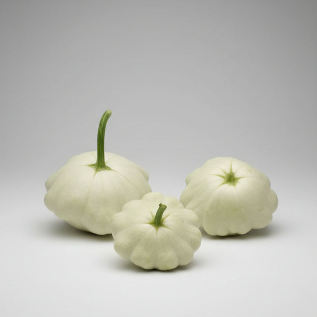 Squash White Bush Scallop Seeds – Heirloom Pattypan Classic