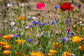 Wildflowers, N.E. / Sheep Mixture