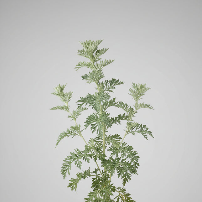 Wormwood Seeds – Heirloom Traditional Aromatic Herb
