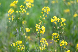 Moutarde, Jaune 