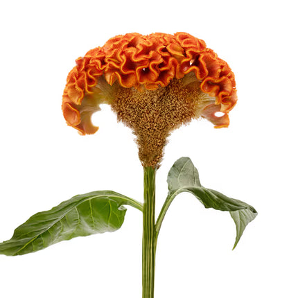 Celosia ACT Series Seeds – Professional Crested Cockscomb Cut Flower Standard