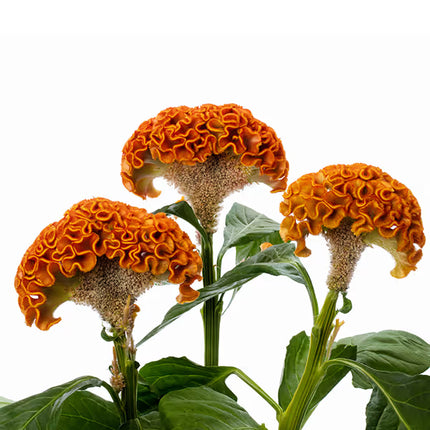 Celosia ACT Series Seeds – Professional Crested Cockscomb Cut Flower Standard