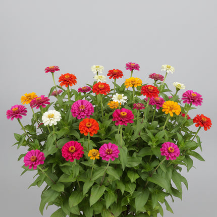 Zinnia, géant de Californie