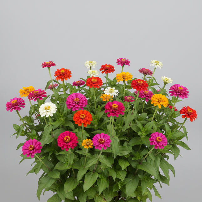 Zinnia California Giants Seeds – Heirloom Spectacular Cut Flower