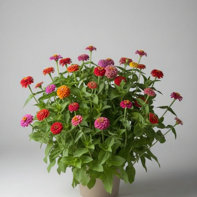 Zinnia Cupid Mixture Seeds – Heirloom Compact Pompom Favorite