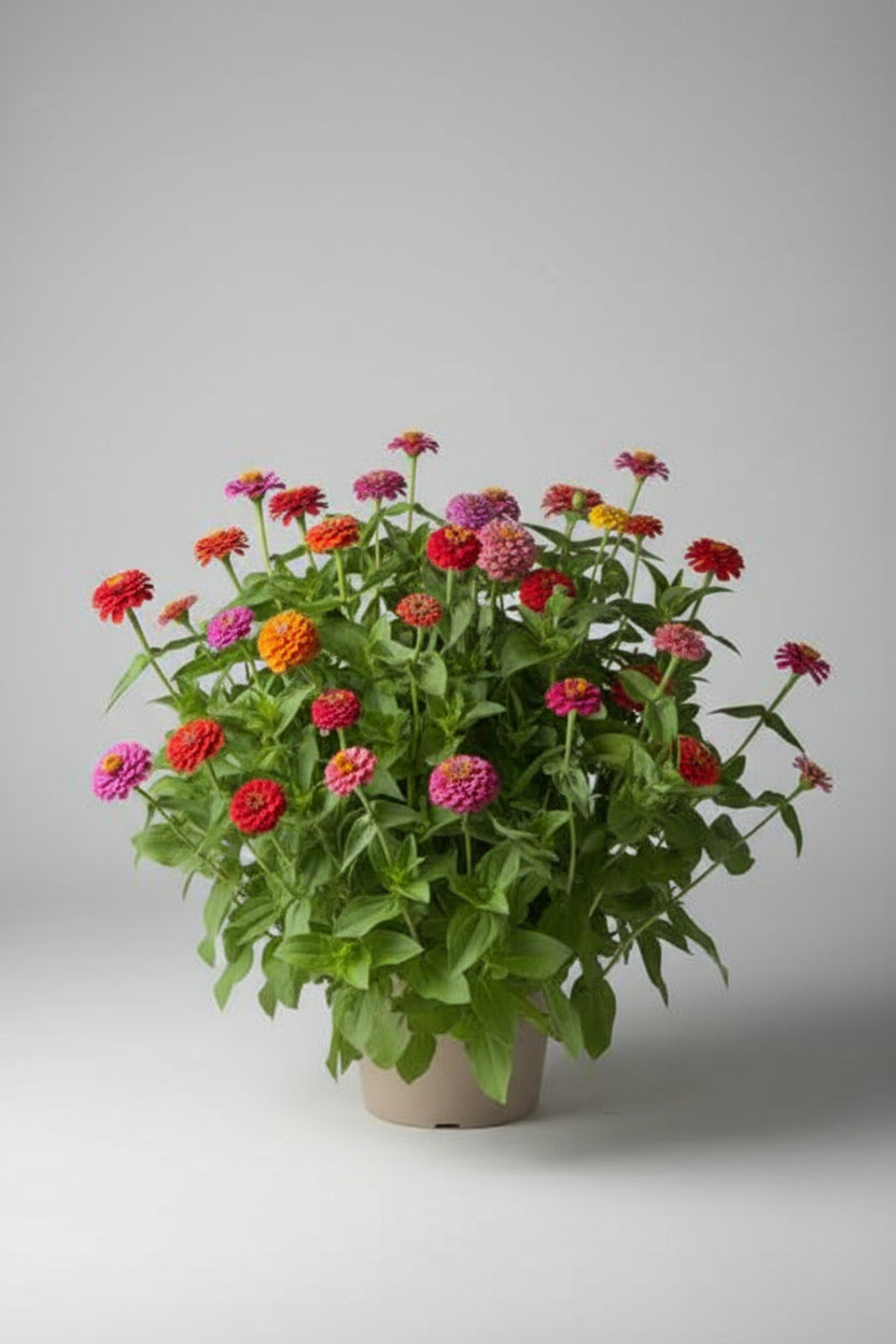 Zinnia Cupid Mixture Seeds – Heirloom Compact Pompom Favorite