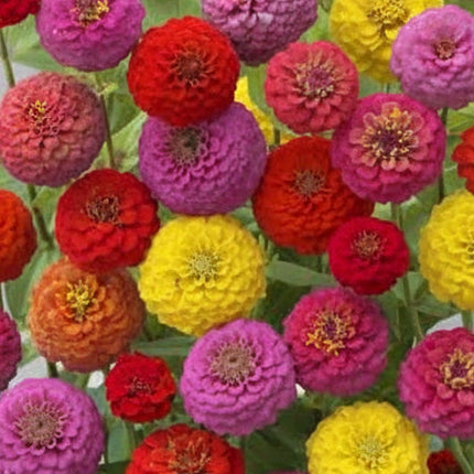 Zinnia, mélange de State Fair