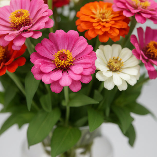 Zinnia Cut & Come Again Seeds – Heirloom Continuous Blooming Classic