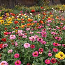 Zinnia, American Mix