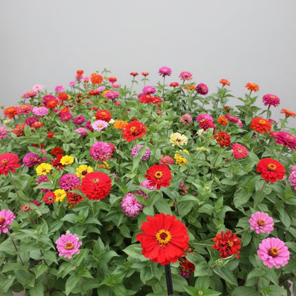 Zinnia, géant de Californie