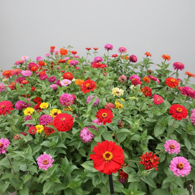 Zinnia American Mix Seeds – Heirloom Giant Flowering Annual