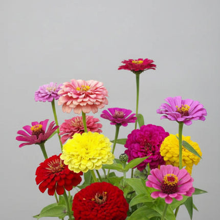 Zinnia, mélange de State Fair